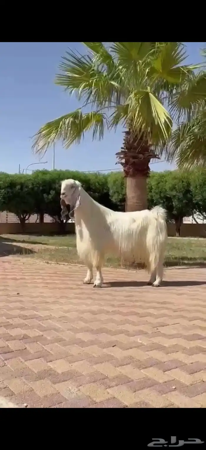 للبيع فحل مصري خصم نادر 3