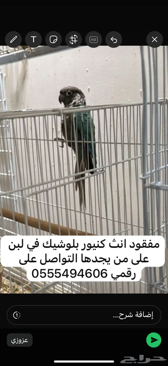 كنيور مفقود 0
