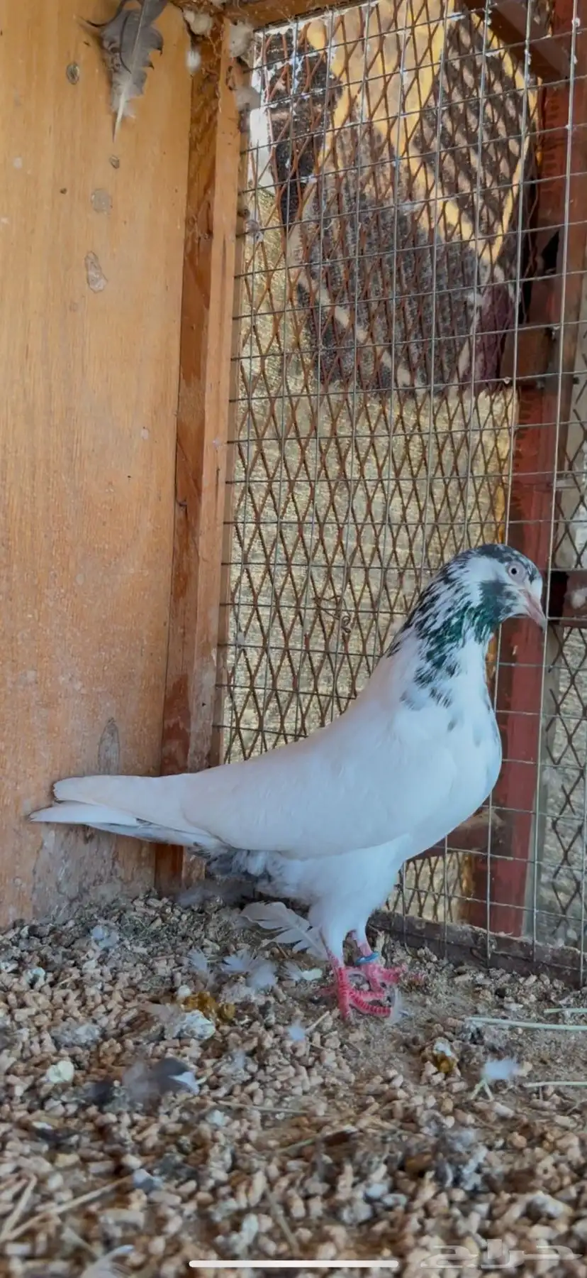 حمام تيدي 3