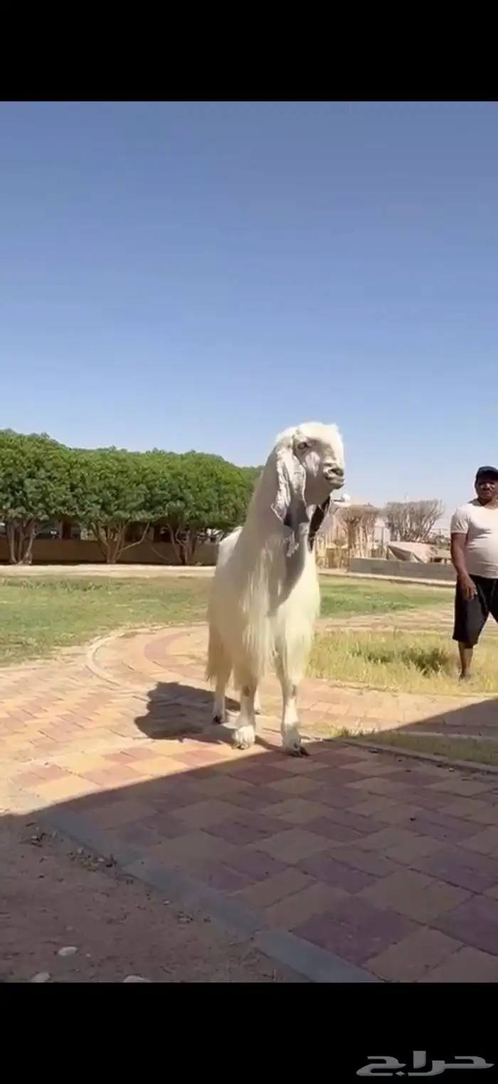 للبيع فحل مصري خصم نادر 2