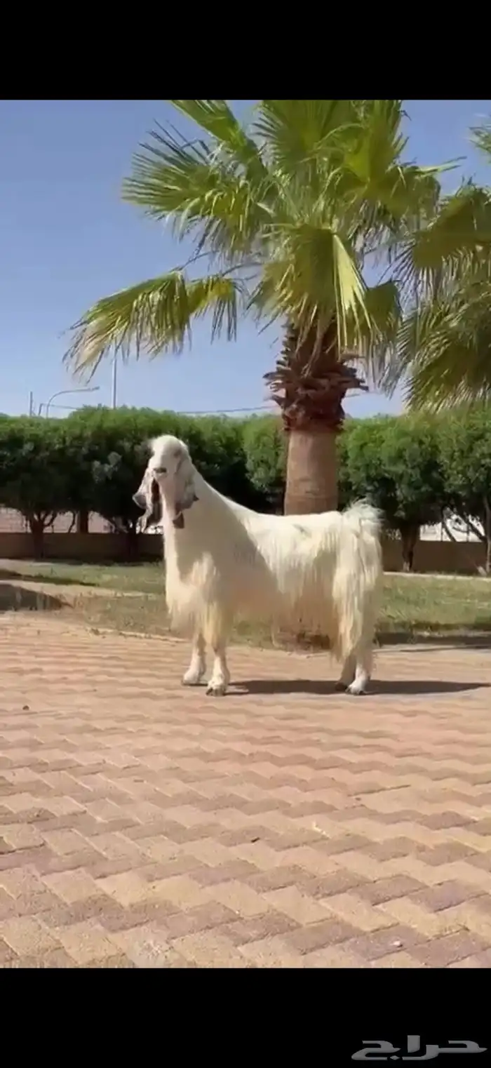 للبيع فحل مصري خصم نادر 1
