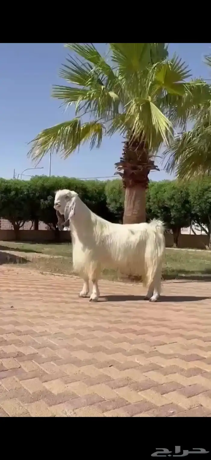 للبيع فحل مصري خصم نادر 0