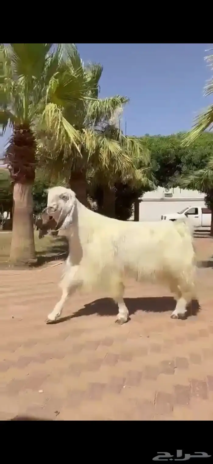 للبيع فحل مصري خصم نادر 4