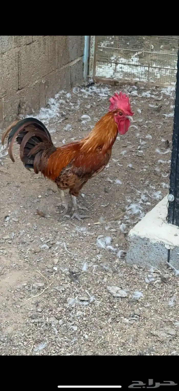 ديكه 1
