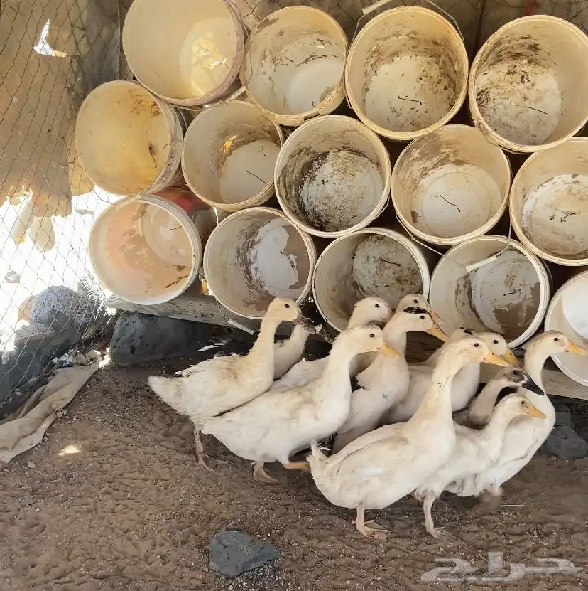 بط حمام دجاج 4