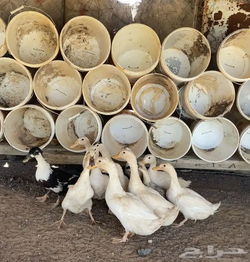 بط حمام دجاج 3