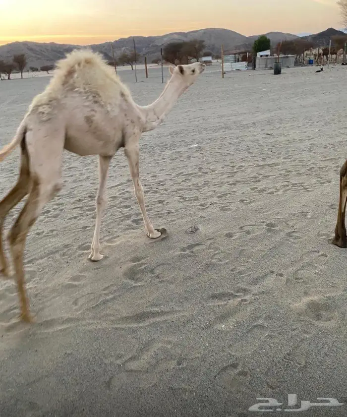هجن للبيع 0