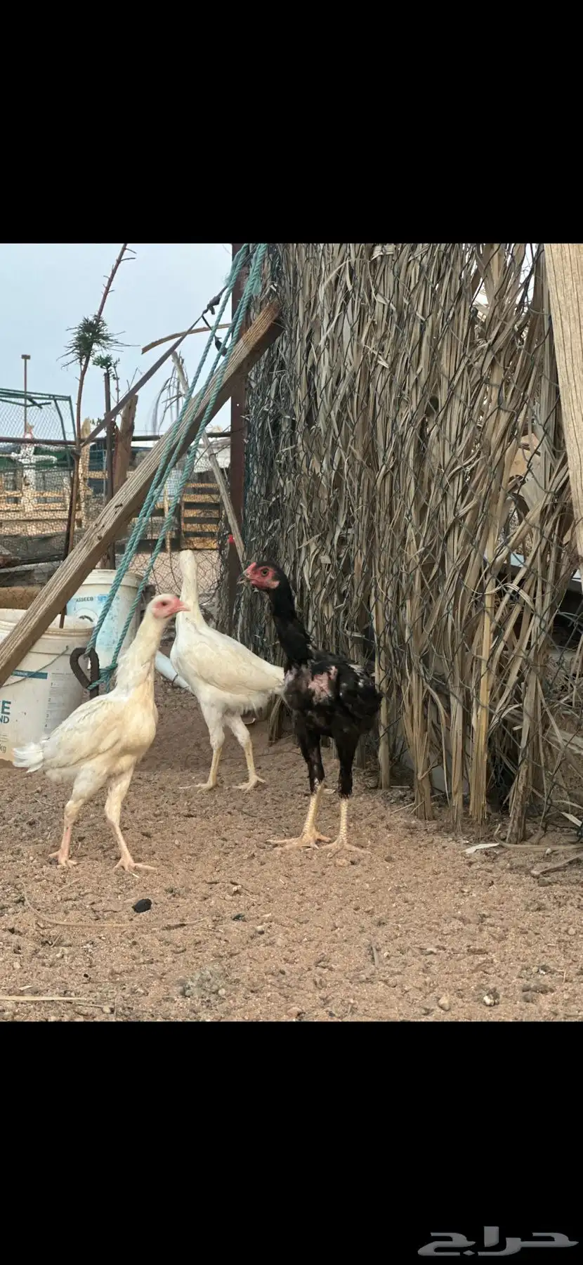 دجاج باكستاني 10