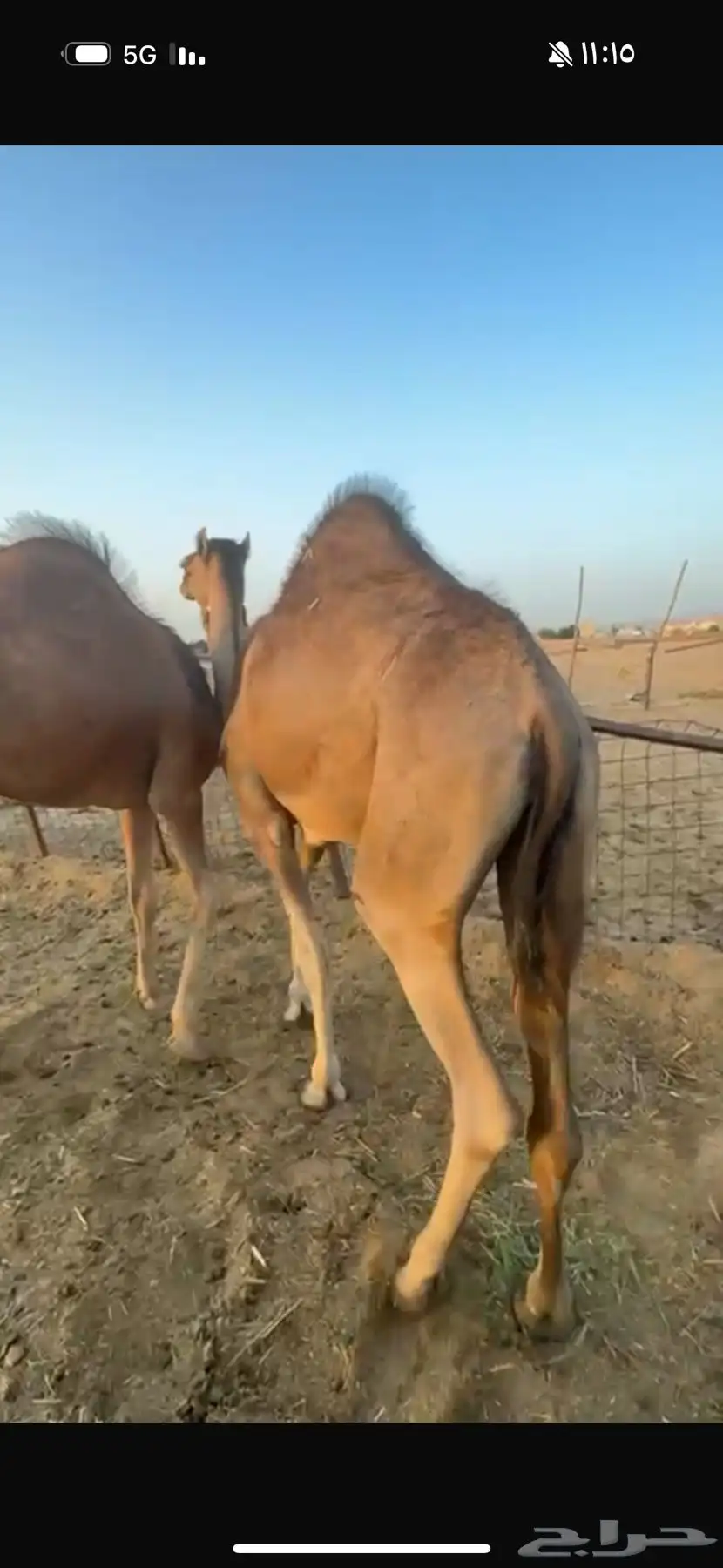 2 بكار للبيع 3
