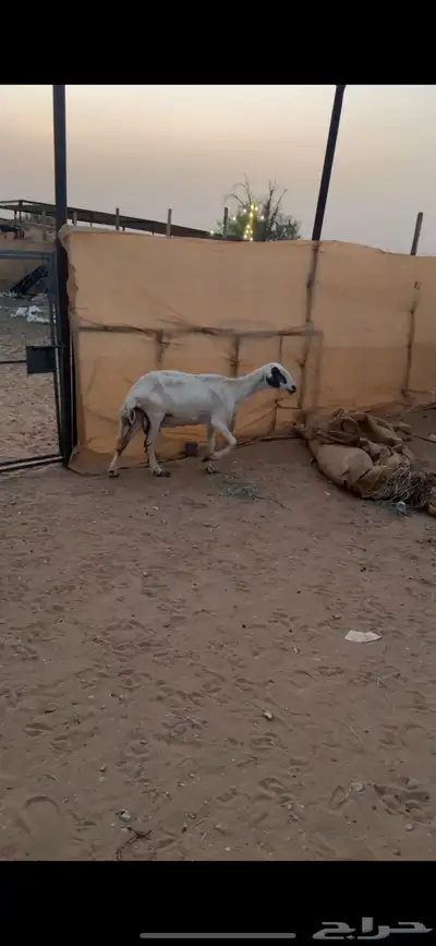 شاة ميت ولدها 2