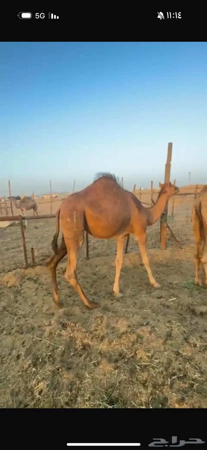 2 بكار للبيع 4