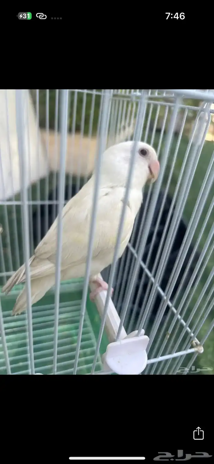 طير نوع روز 4