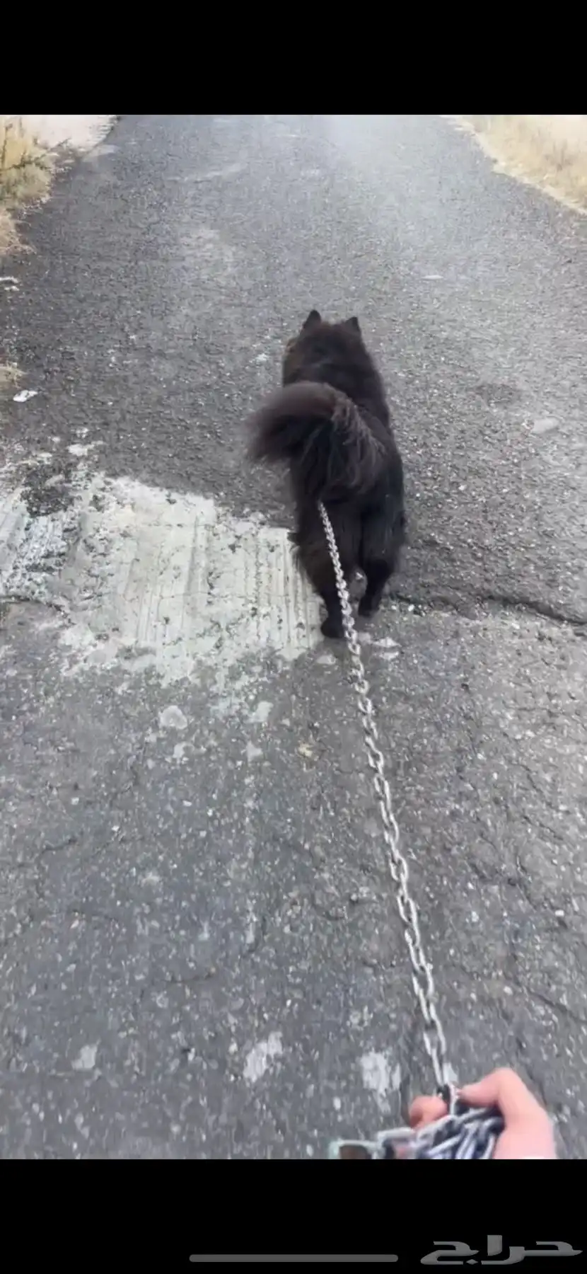 كلب مهجن black Samoyed 2
