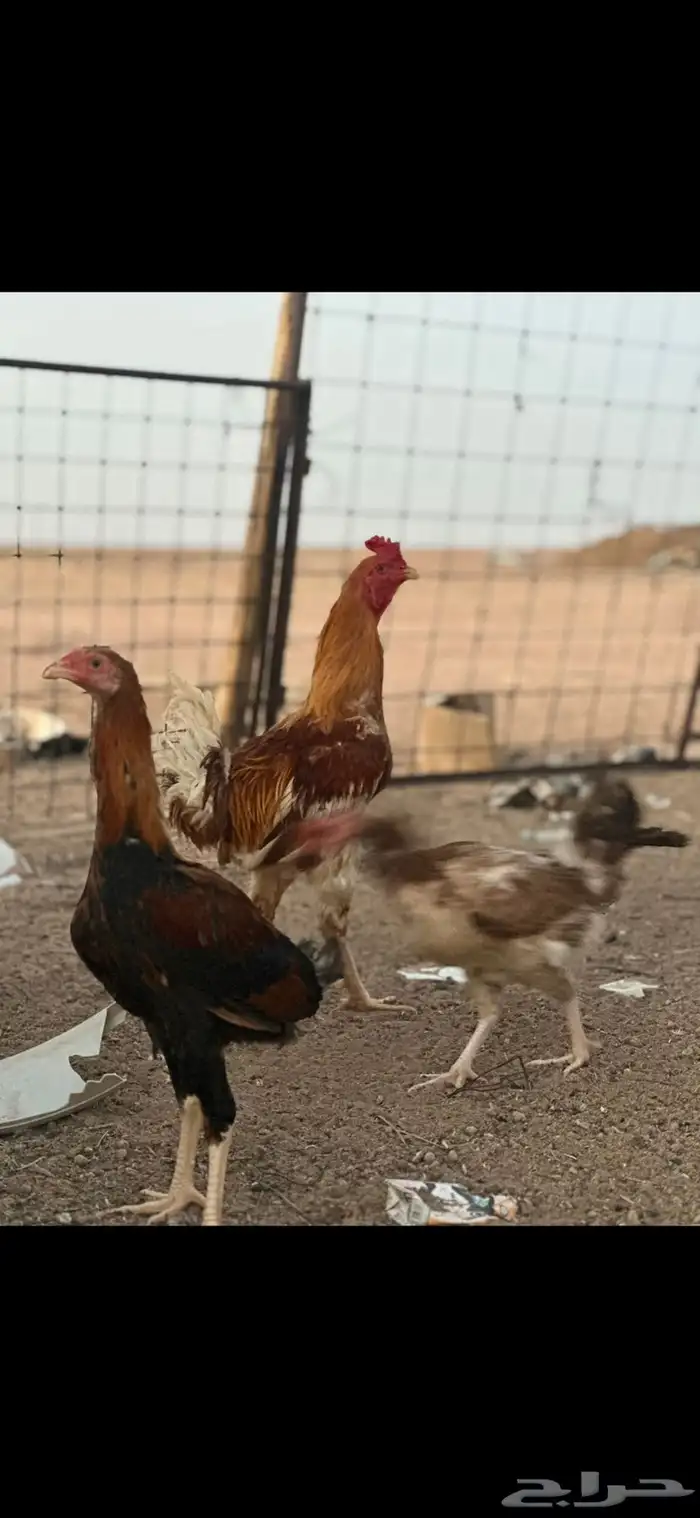 دجاج باكستاني 2