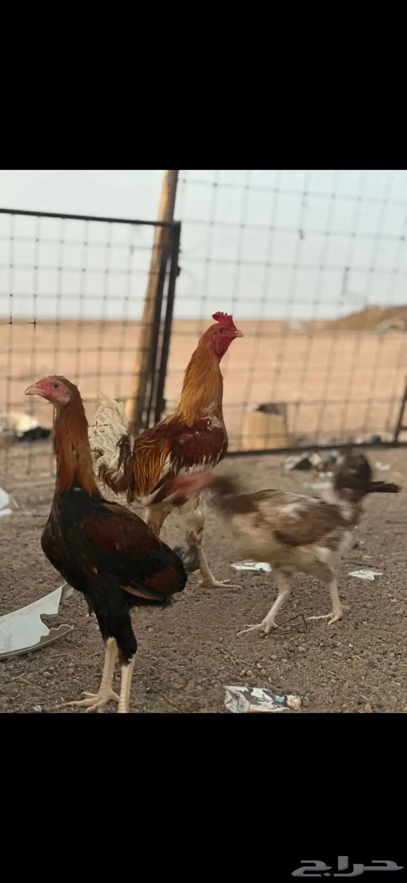 دجاج باكستاني 2