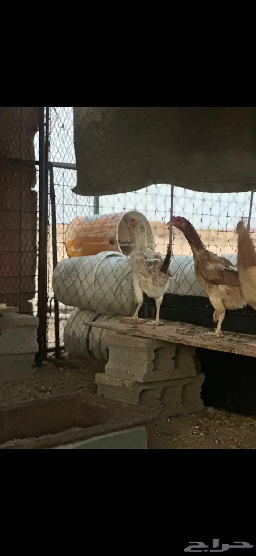 دجاج باكستاني 7