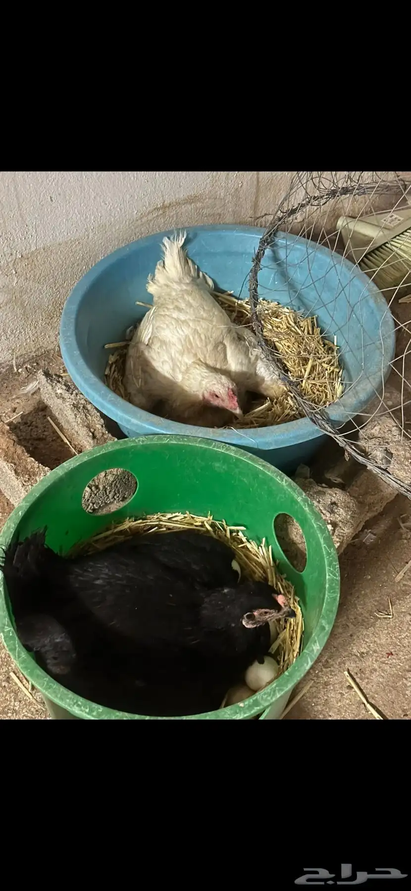 دجاج باكستاني 4