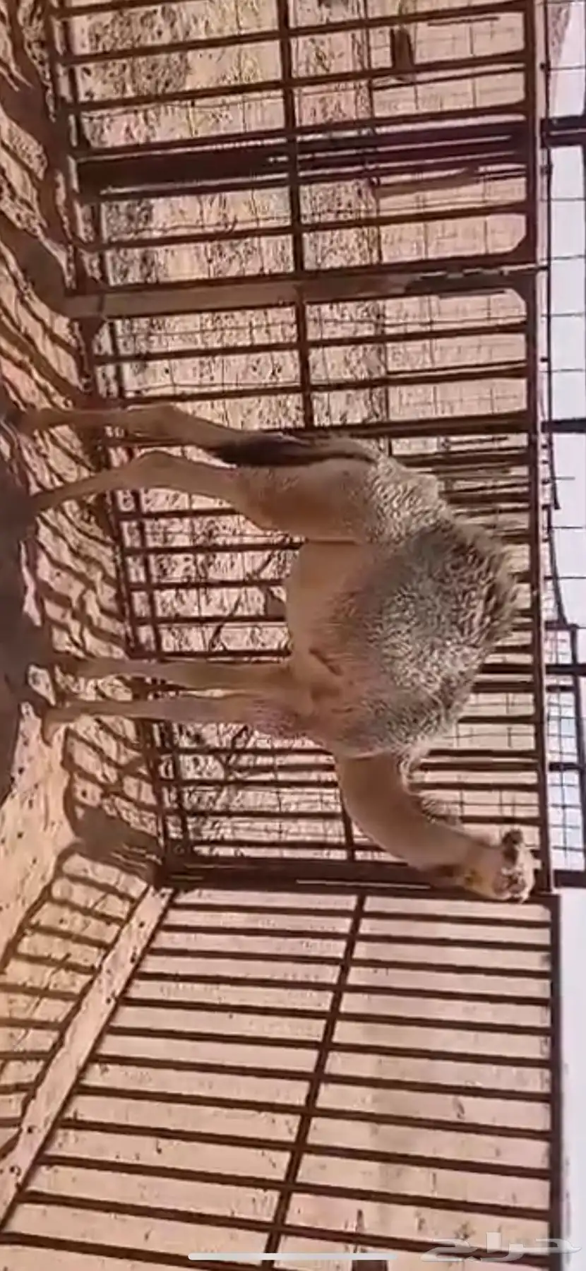 للبيع حشو اثنين عمار خمس اشهر ونص وطالع تحت امهاتهن فل الفل 5