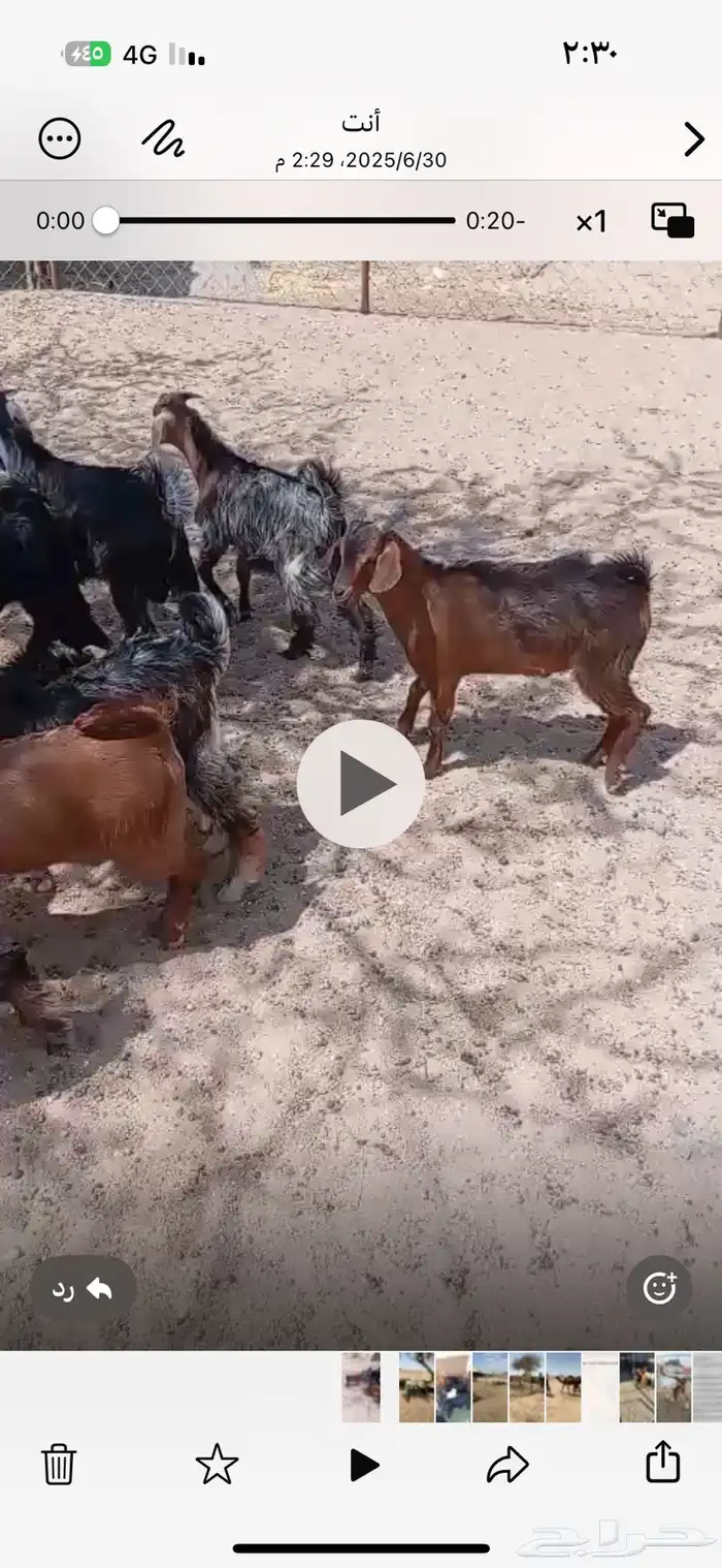 12 ماعز للبيع 0