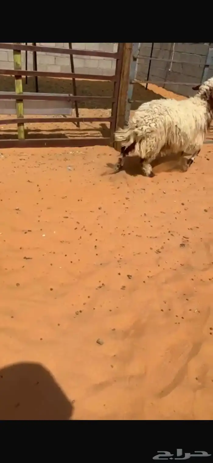 جذعان تمايم 1