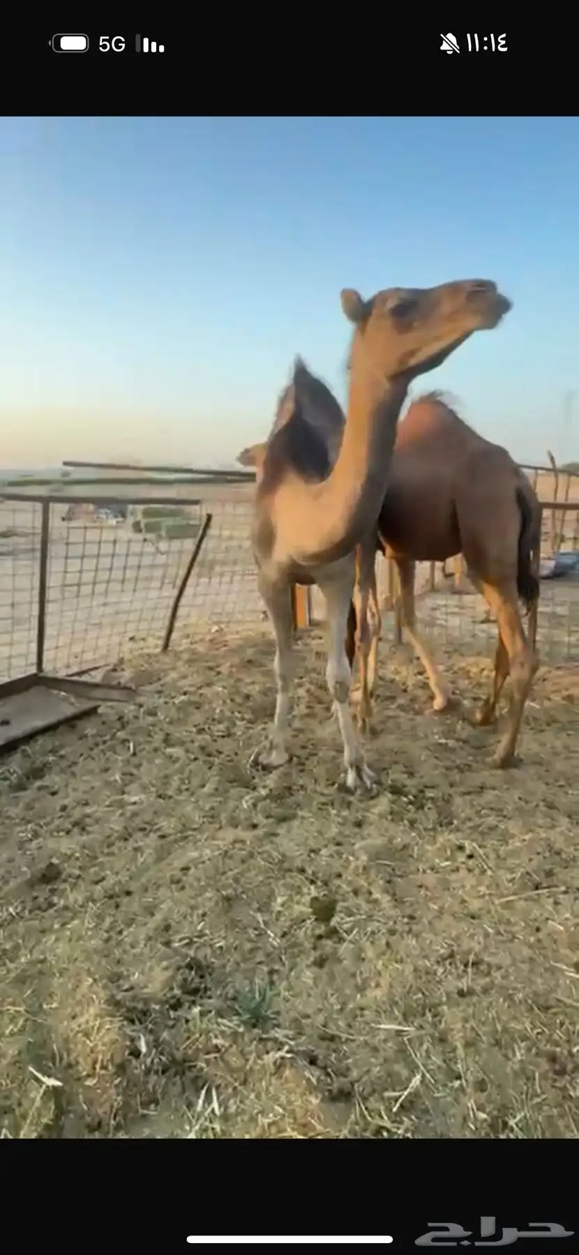 2 بكار للبيع 1
