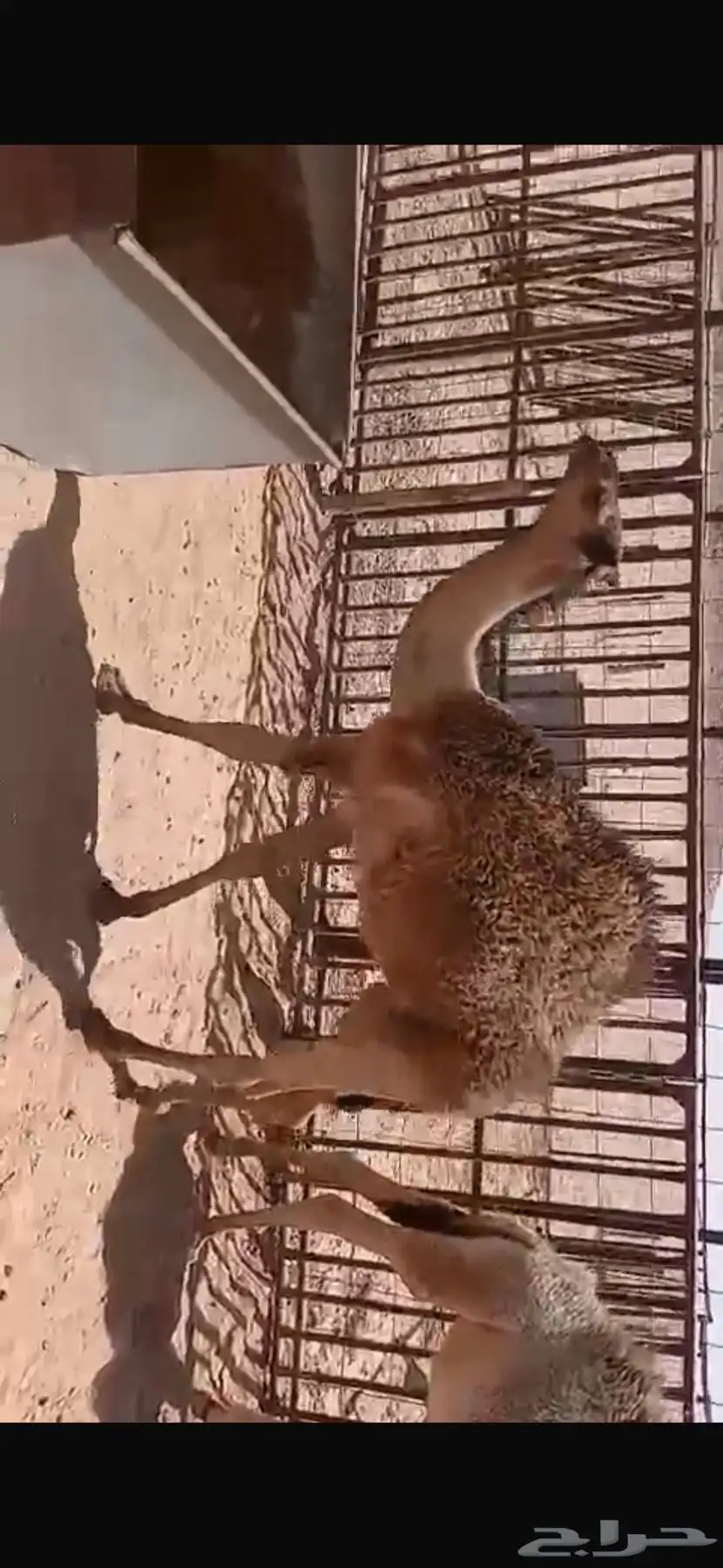 للبيع حشو اثنين عمار خمس اشهر ونص وطالع تحت امهاتهن فل الفل 0
