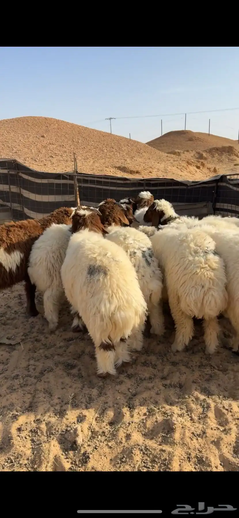 طليان نعيم 2