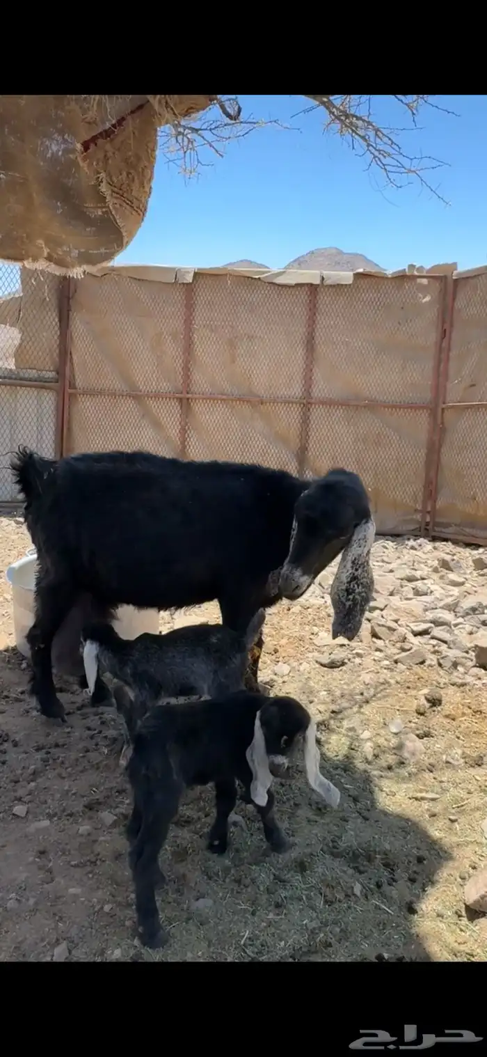 عنز والد توم تيس وجفره 0