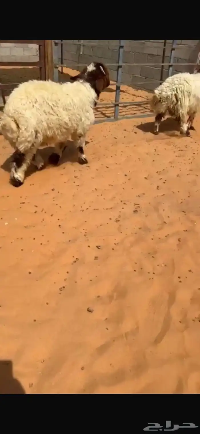 جذعان تمايم 0