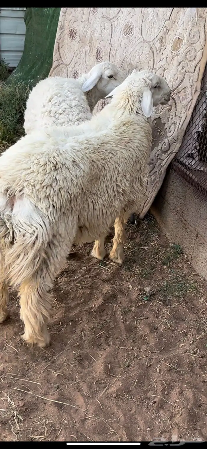 فحل حري مشروط 0