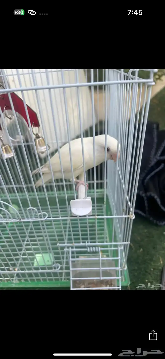 طير نوع روز 1