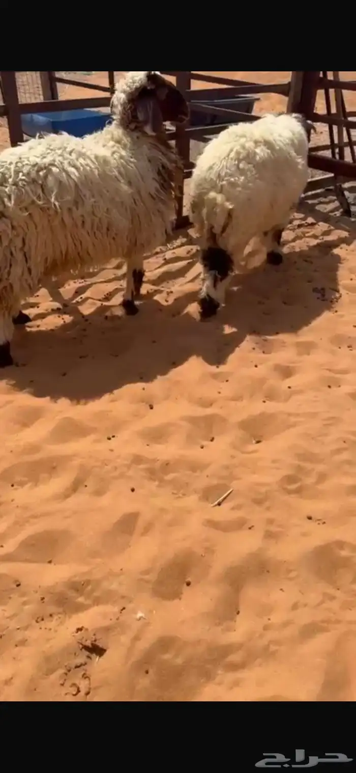 جذعان تمايم 3