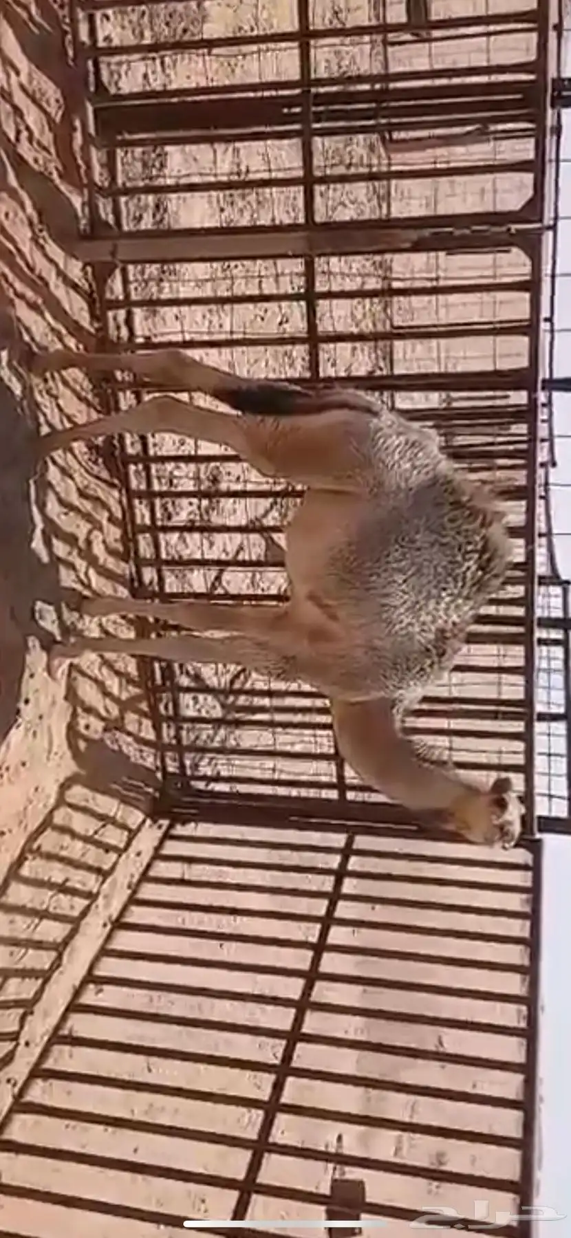 للبيع حشو اثنين عمار خمس اشهر ونص وطالع تحت امهاتهن فل الفل 6