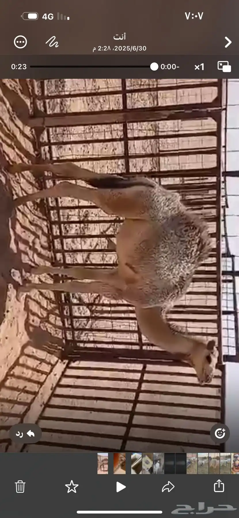 للبيع حشو اثنين عمار خمس اشهر ونص وطالع تحت امهاتهن فل الفل 4