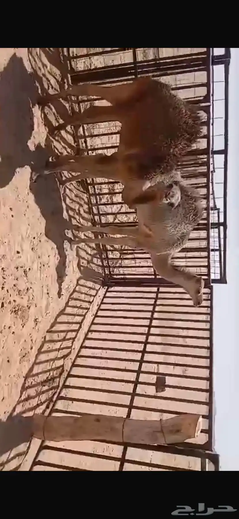 للبيع حشو اثنين عمار خمس اشهر ونص وطالع تحت امهاتهن فل الفل 3