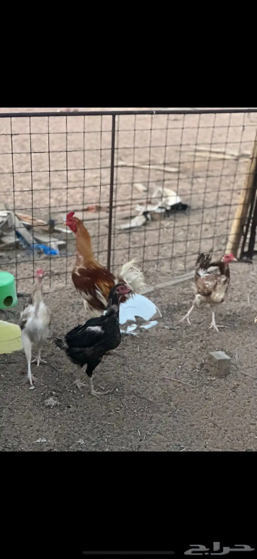 دجاج باكستاني 3