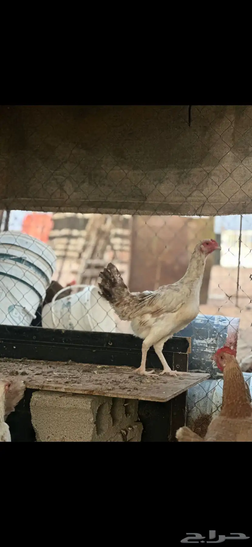 دجاج باكستاني 8