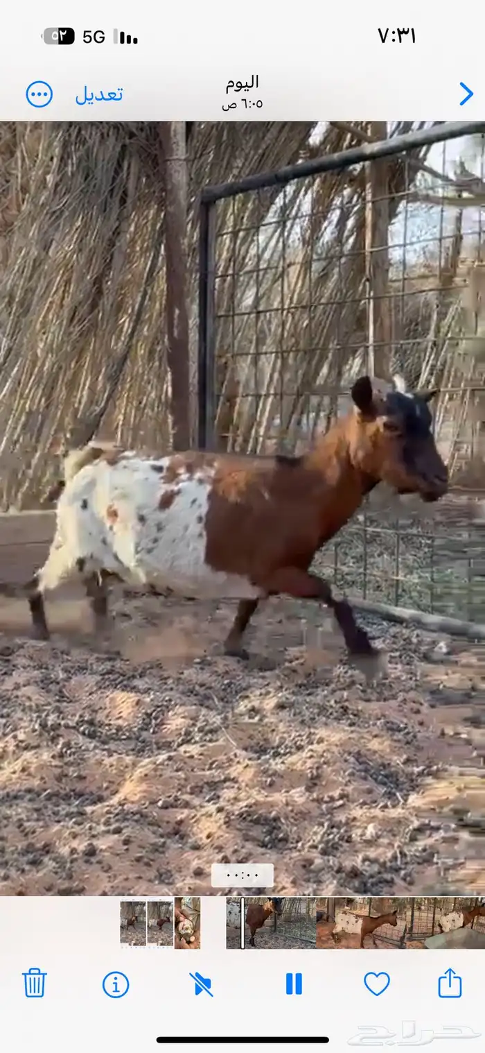 عنز قزميه انتاجها طيب 2