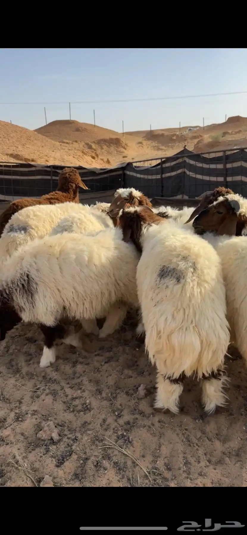 طليان نعيم 6