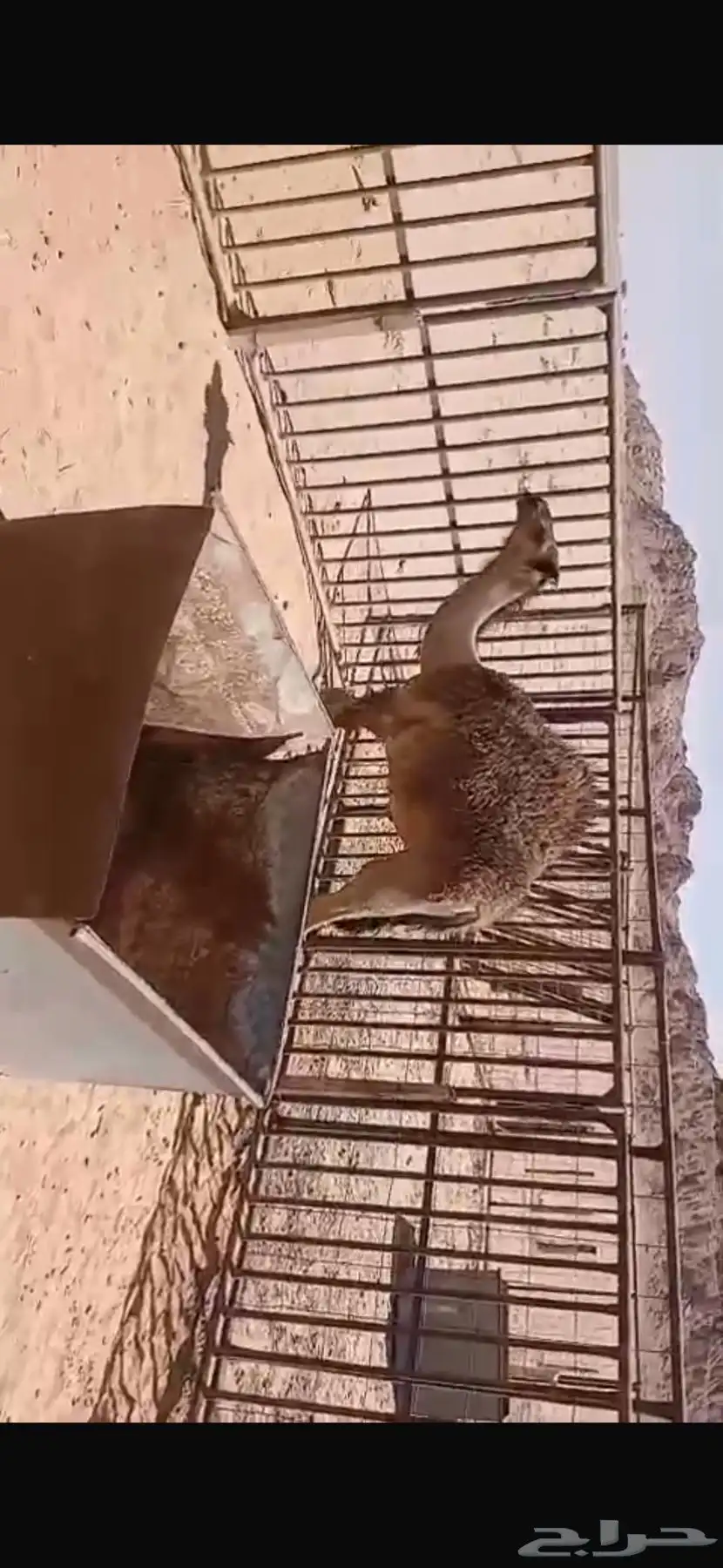 للبيع حشو اثنين عمار خمس اشهر ونص وطالع تحت امهاتهن فل الفل 2