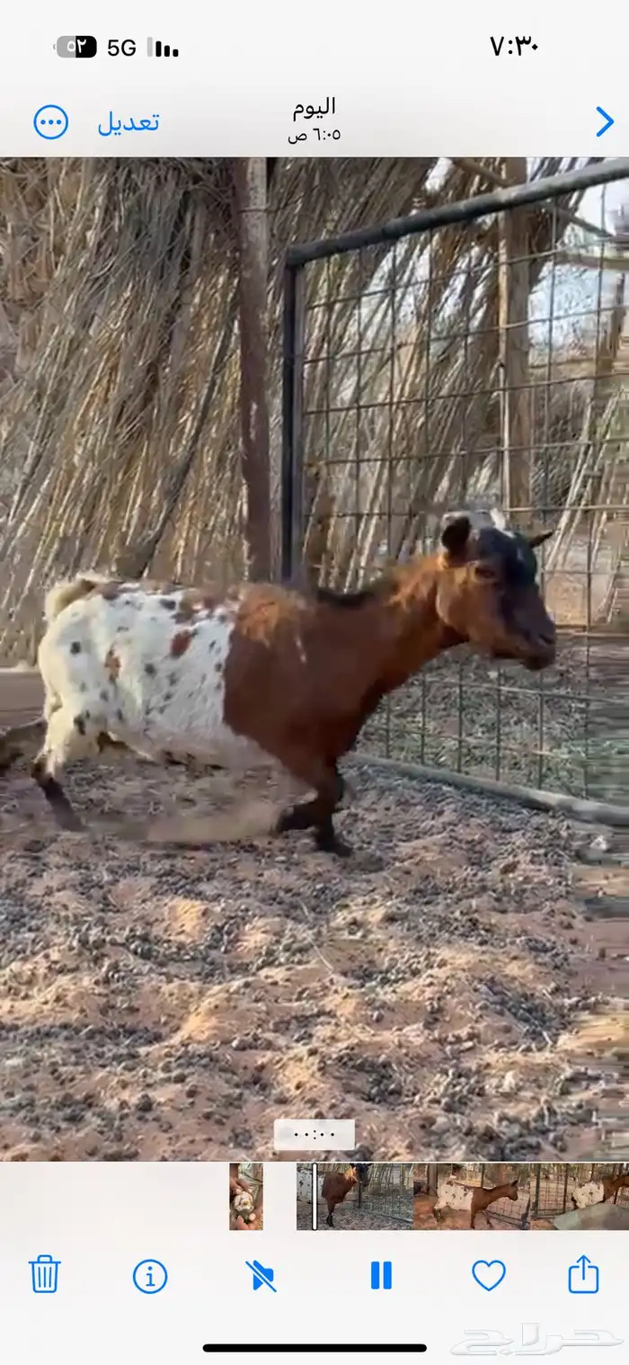 عنز قزميه انتاجها طيب 0