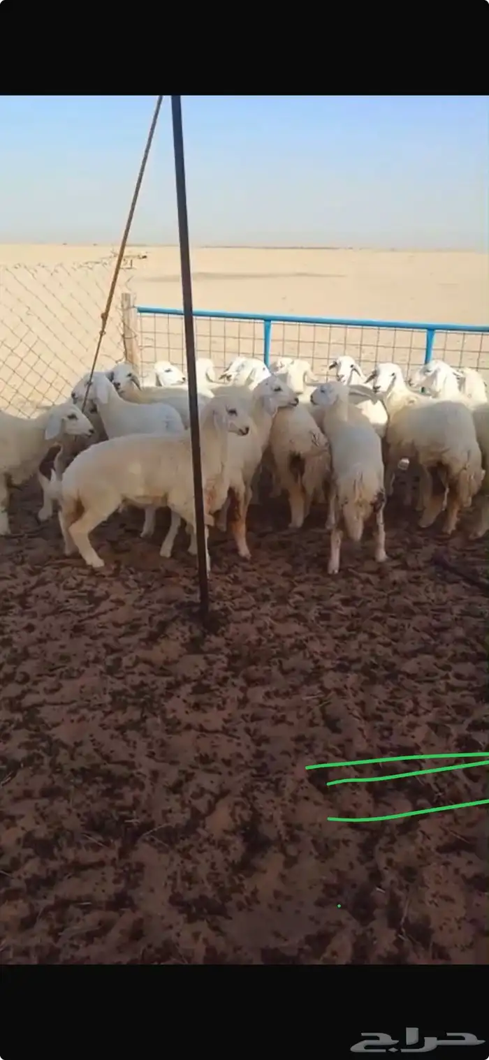 رخال حريه صنف 1