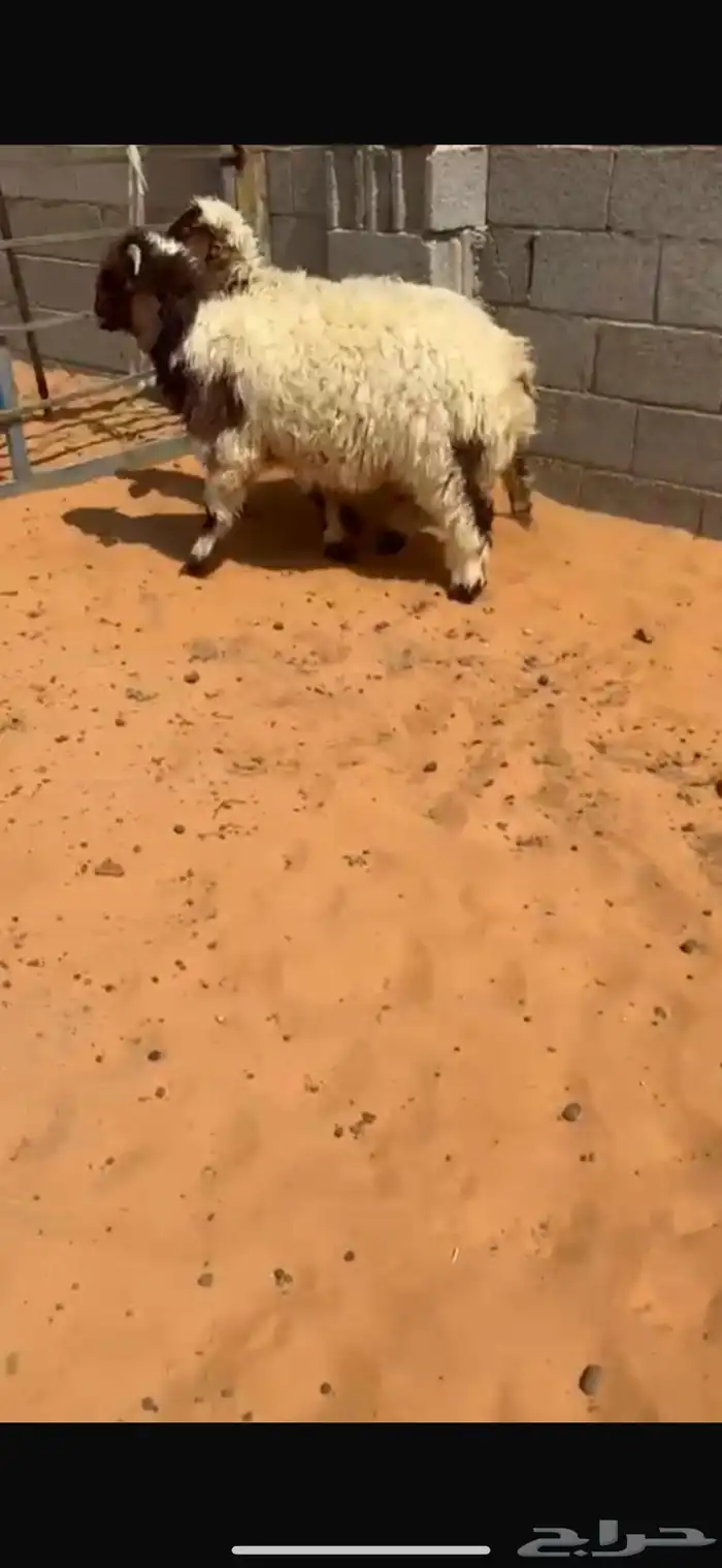 جذعان تمايم 2