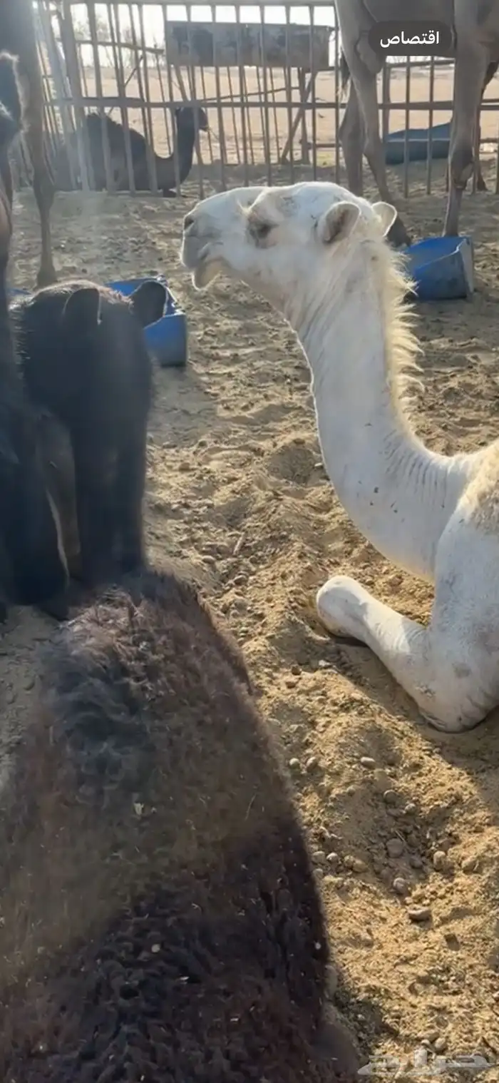 قعود مفرود كفو مغتر 0