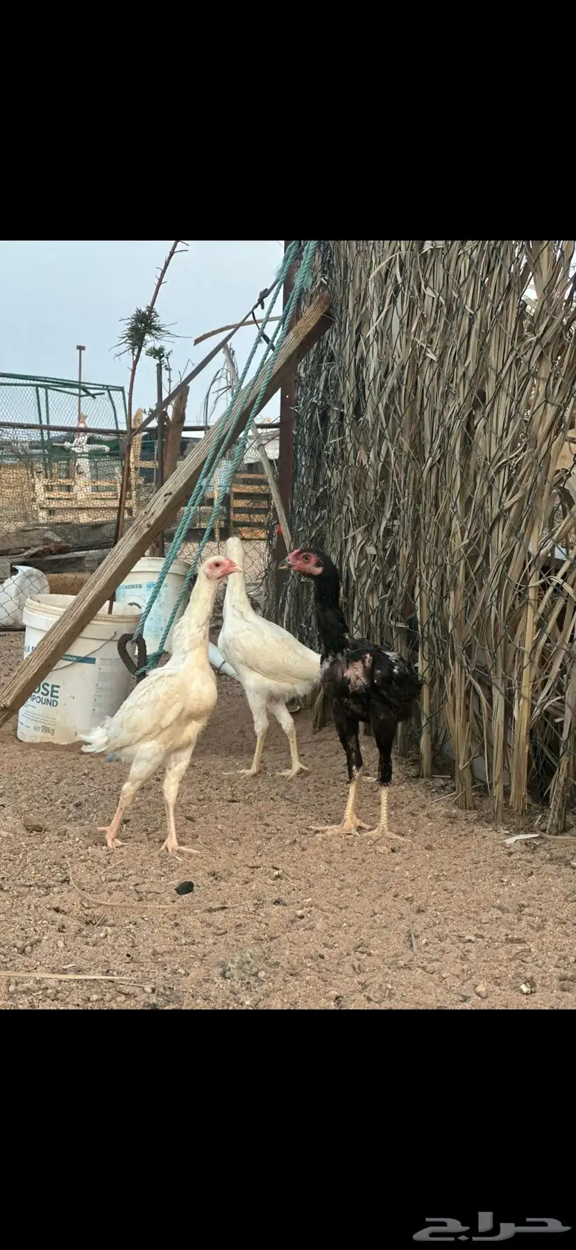 دجاج باكستاني 0