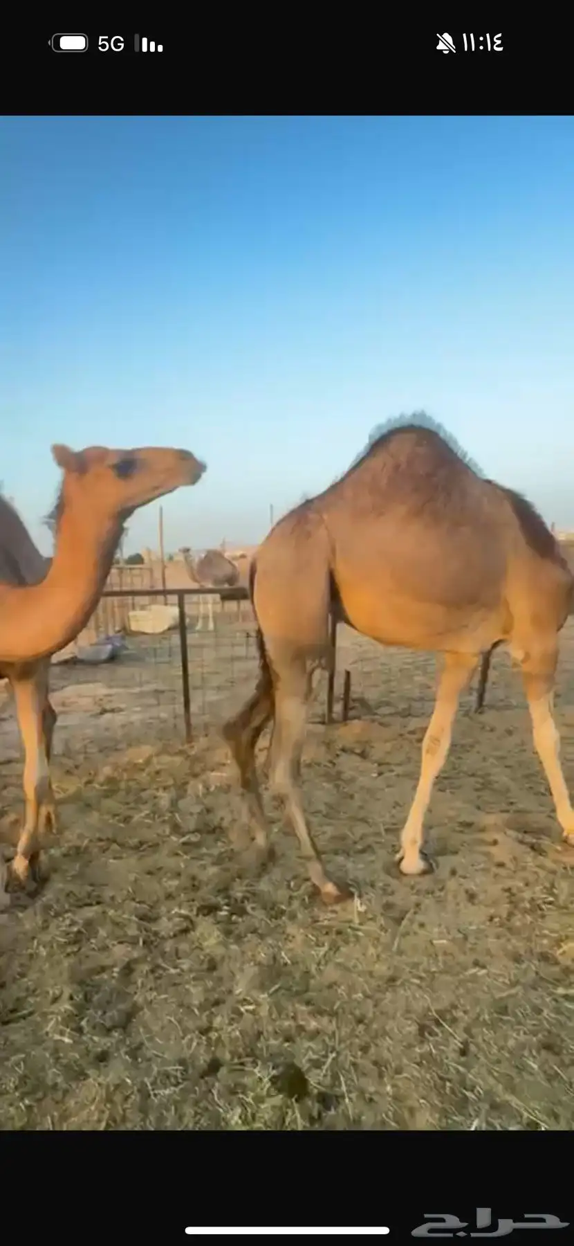 2 بكار للبيع 2