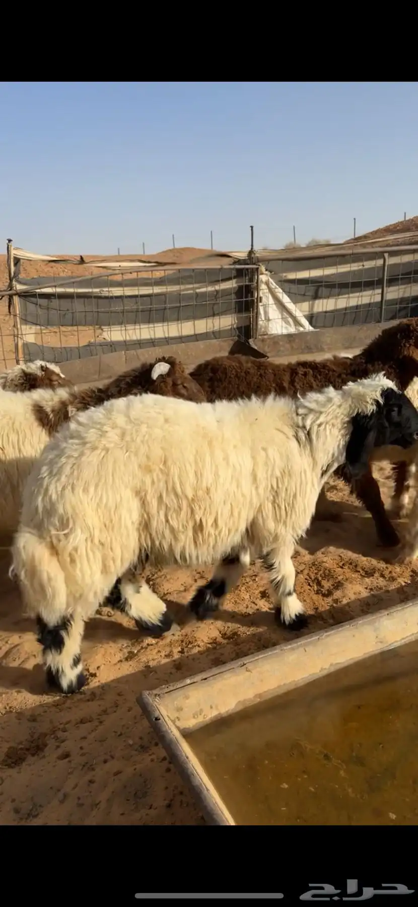 طليان نعيم 5