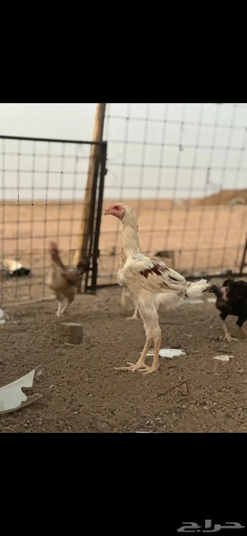 دجاج باكستاني 1