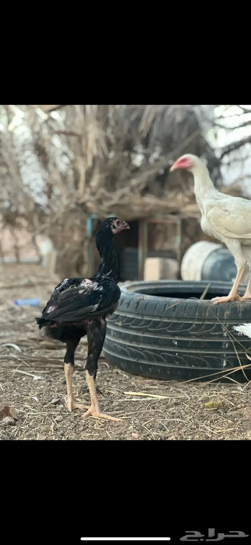 دجاج باكستاني 14
