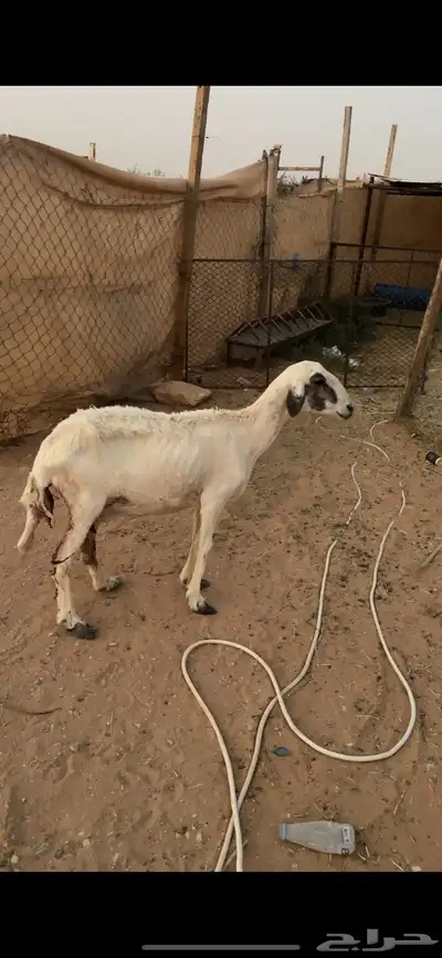 شاة ميت ولدها 3